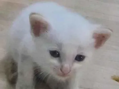 Gato raça SRD-ViraLata idade 2 a 6 meses nome nuvem