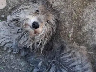 Cachorro raça SRD-ViraLata idade 2 anos nome Scoob
