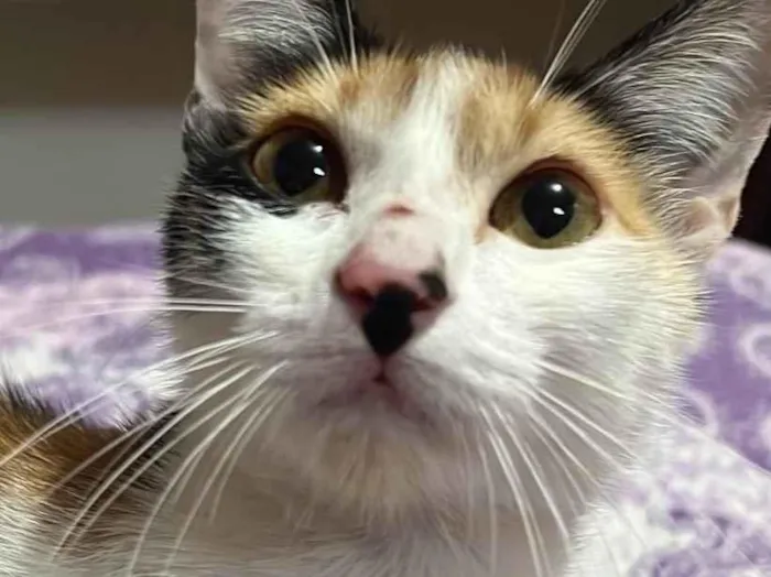 Gato ra a SRD-ViraLata idade 2 a 6 meses nome Lua