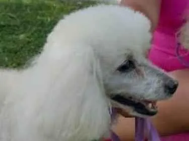 Cachorro raça Poodle idade 6 ou mais anos nome Bolt