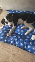 Snoopy 