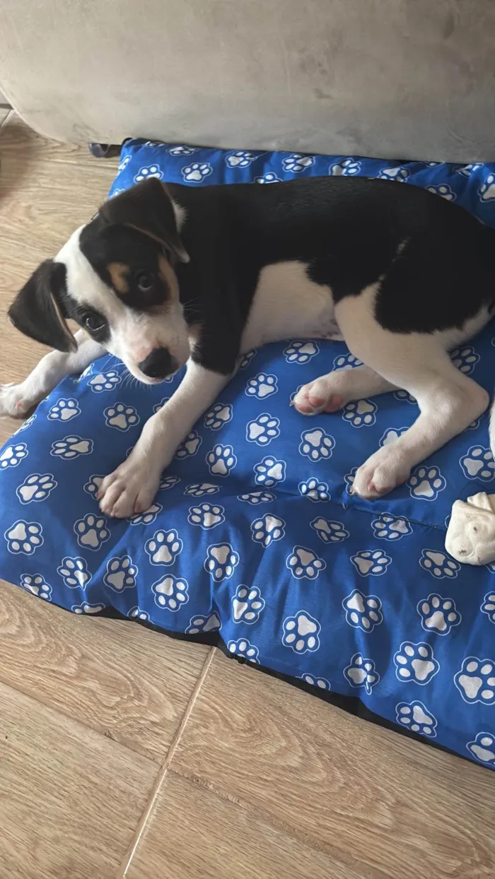 Cachorro ra a SRD-ViraLata idade 2 a 6 meses nome Snoopy 