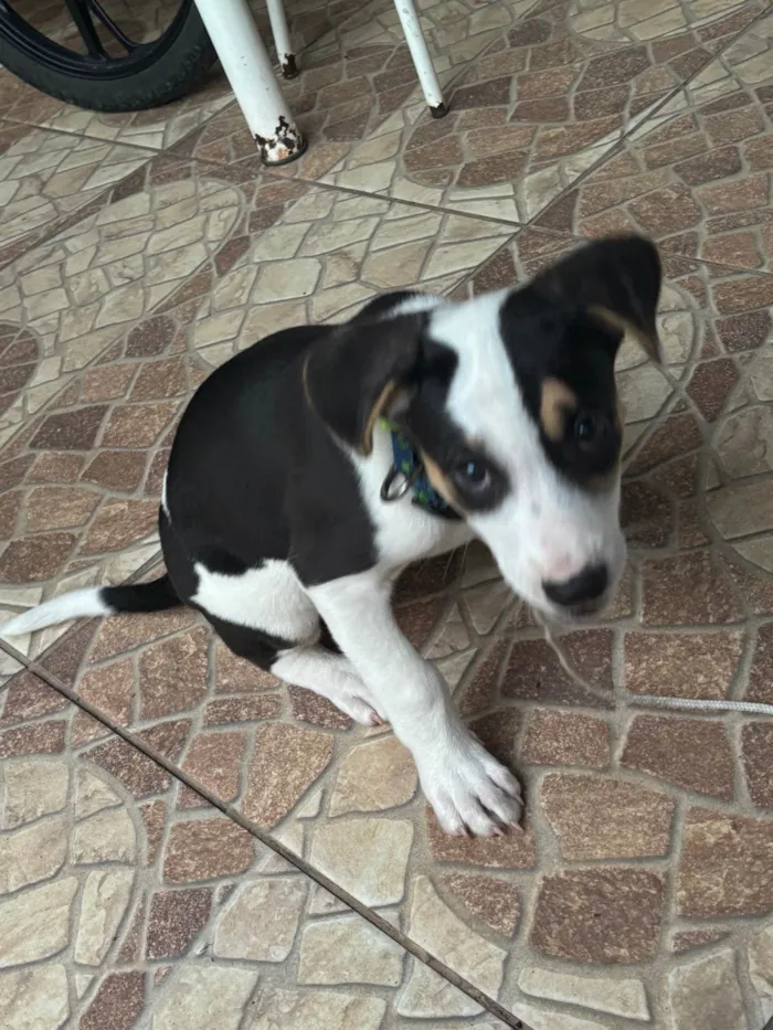 Cachorro ra a SRD-ViraLata idade 2 a 6 meses nome Snoopy 