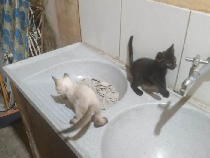 Gato ra a SRD-ViraLata idade Abaixo de 2 meses nome Fabio Santos 