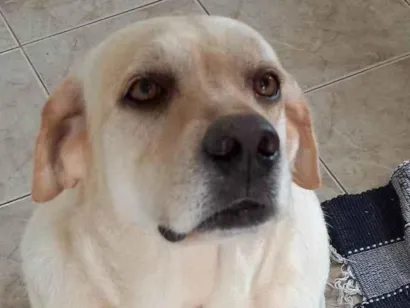 Cachorro raça Labrador idade 4 anos nome Lua