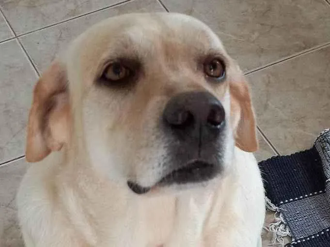 Cachorro ra a Labrador idade 4 anos nome Lua