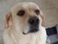 Lua