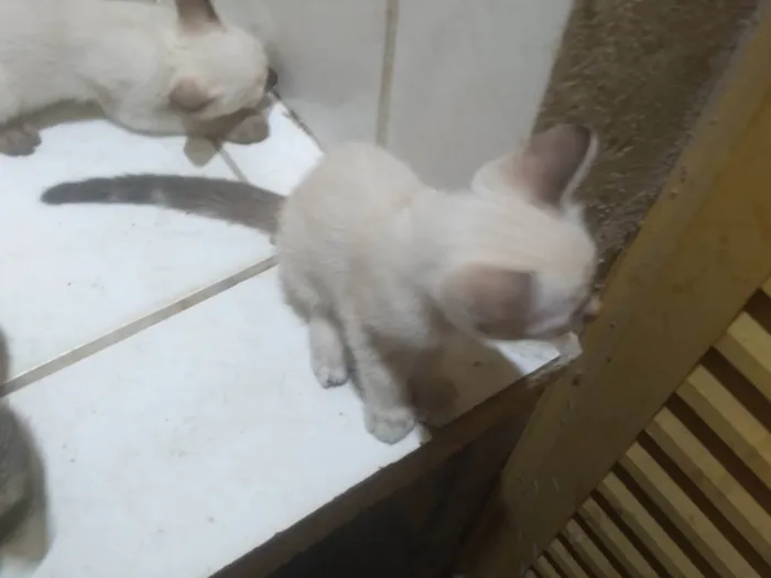Gato ra a SRD-ViraLata idade Abaixo de 2 meses nome Fabio Santos 