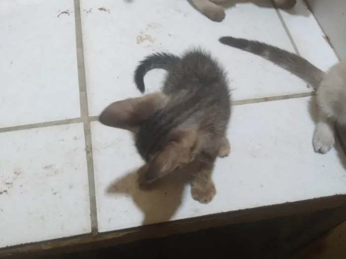 Gato ra a SRD-ViraLata idade Abaixo de 2 meses nome Fabio Santos 