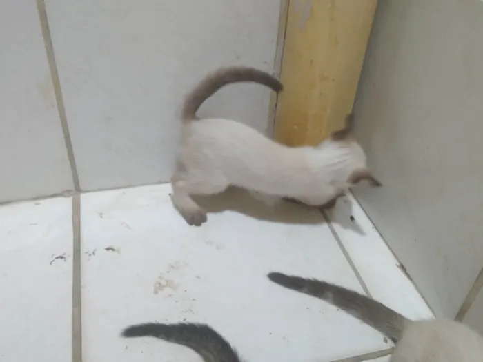 Gato ra a SRD-ViraLata idade Abaixo de 2 meses nome Fabio Santos 