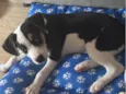 Snoopy 