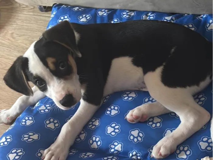 Cachorro ra a SRD-ViraLata idade 2 a 6 meses nome Snoopy 