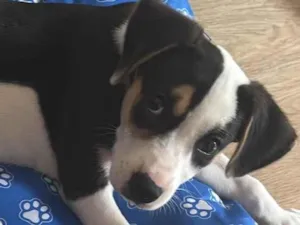 Cachorro raça SRD-ViraLata idade 2 a 6 meses nome Snoopy 