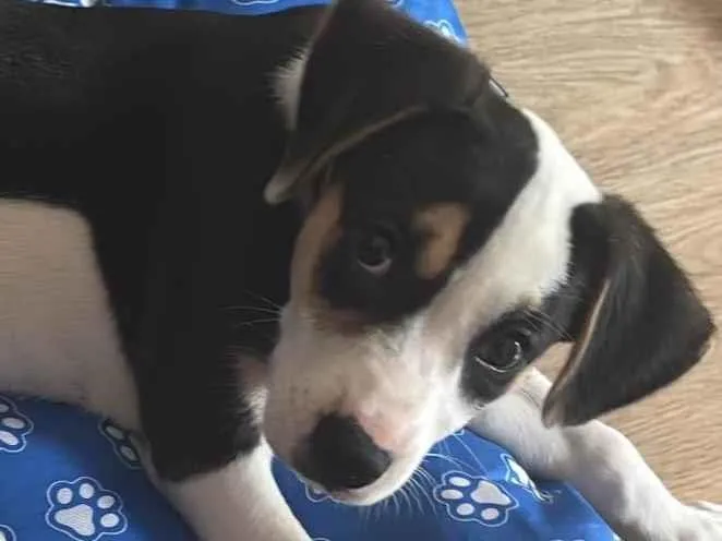 Cachorro ra a SRD-ViraLata idade 2 a 6 meses nome Snoopy 