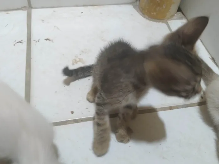 Gato ra a SRD-ViraLata idade Abaixo de 2 meses nome Fabio Santos 