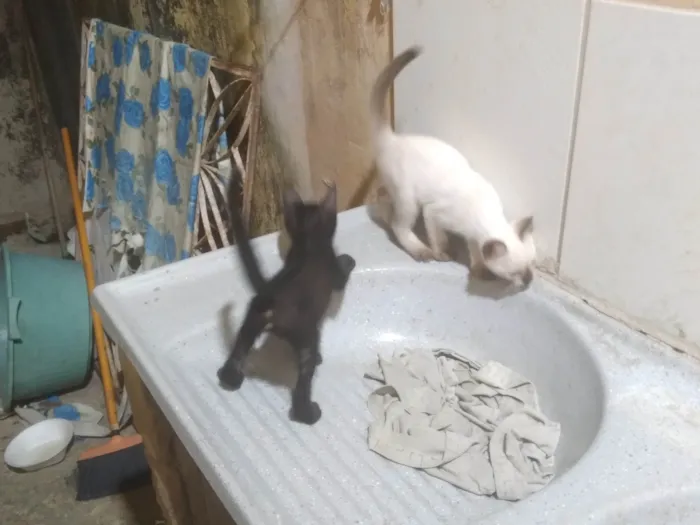 Gato ra a SRD-ViraLata idade Abaixo de 2 meses nome Fabio Santos 
