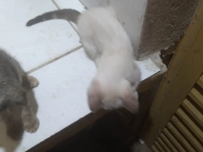 Gato ra a SRD-ViraLata idade Abaixo de 2 meses nome Fabio Santos 