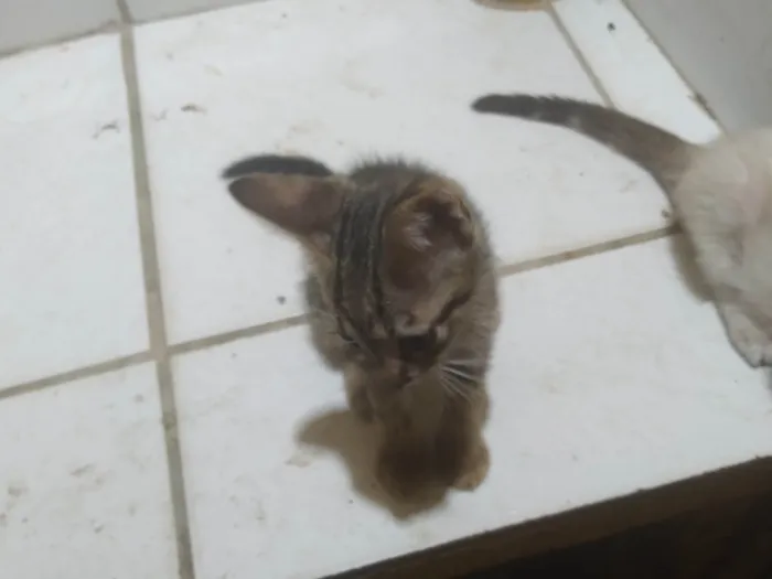 Gato ra a SRD-ViraLata idade Abaixo de 2 meses nome Fabio Santos 