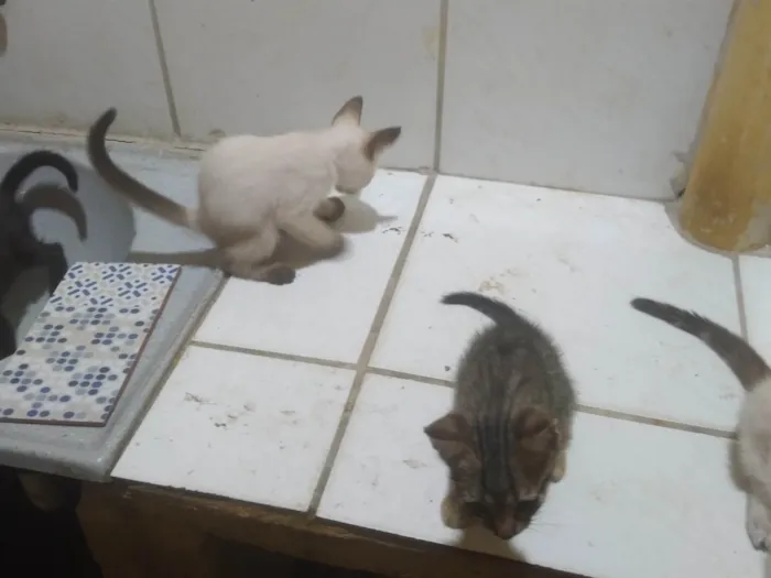 Gato ra a SRD-ViraLata idade Abaixo de 2 meses nome Fabio Santos 