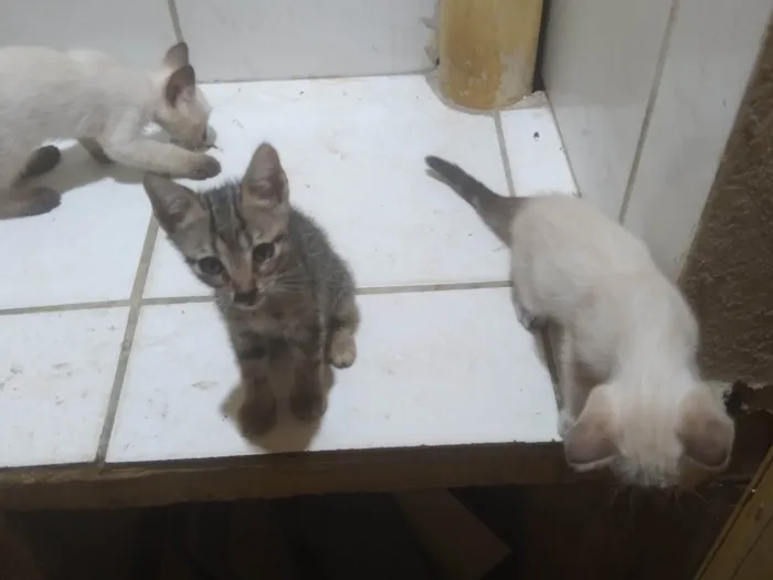 Gato ra a SRD-ViraLata idade Abaixo de 2 meses nome Fabio Santos 