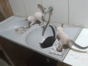 Gato raça SRD-ViraLata idade Abaixo de 2 meses nome Fabio Santos 