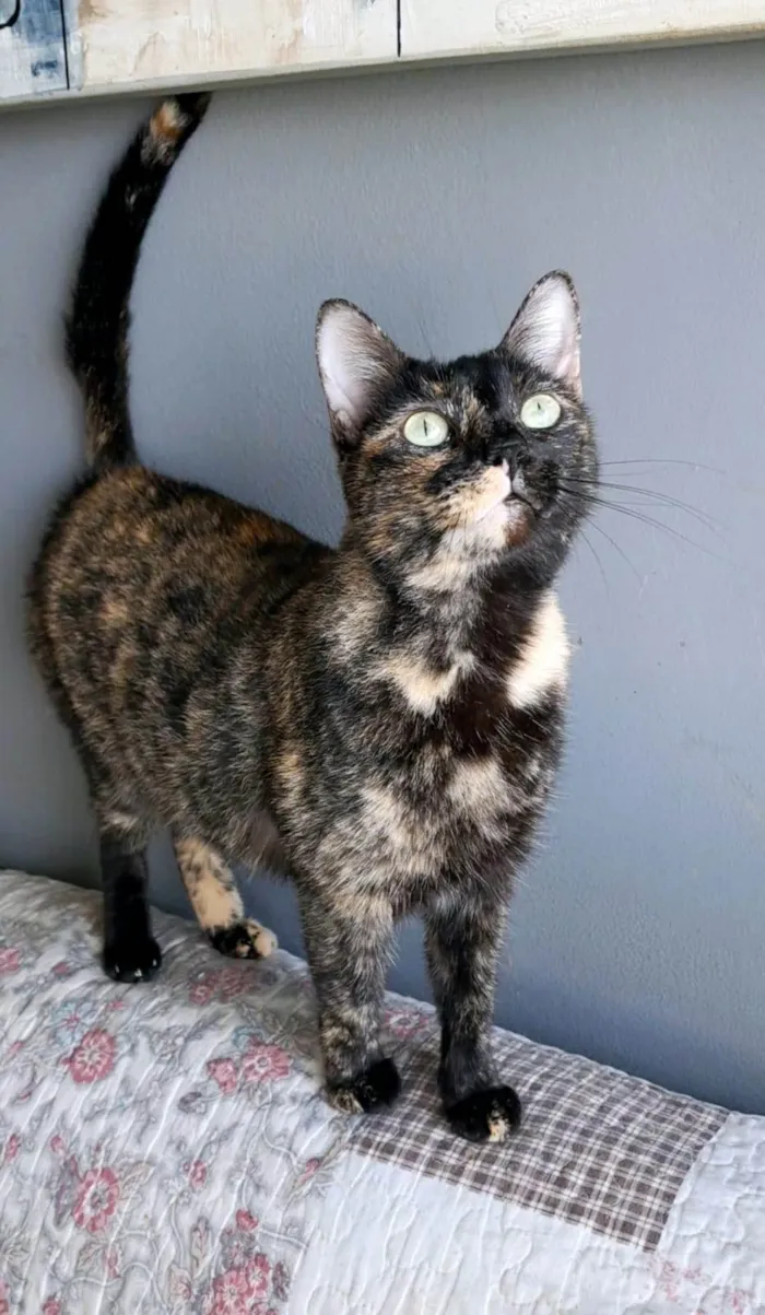 Gato ra a SRD-ViraLata idade 3 anos nome Isabele
