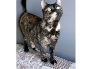 Gato raça SRD-ViraLata idade 3 anos nome Isabele
