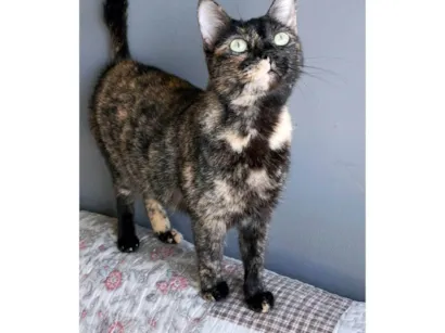Gato raça SRD-ViraLata idade 3 anos nome Isabele