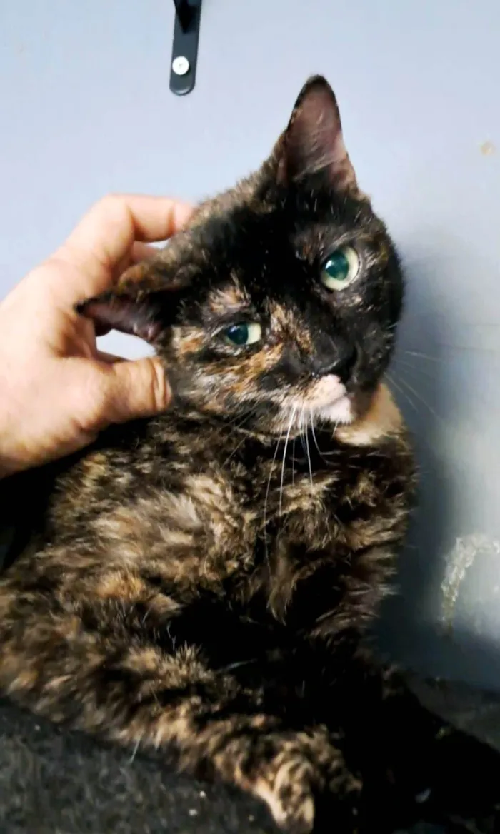 Gato ra a SRD-ViraLata idade 3 anos nome Isabele