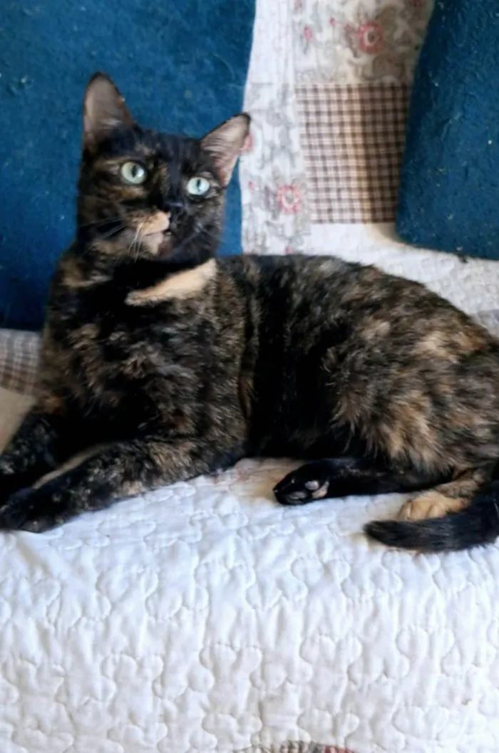Gato ra a SRD-ViraLata idade 3 anos nome Isabele