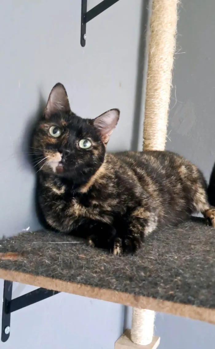Gato ra a SRD-ViraLata idade 3 anos nome Isabele