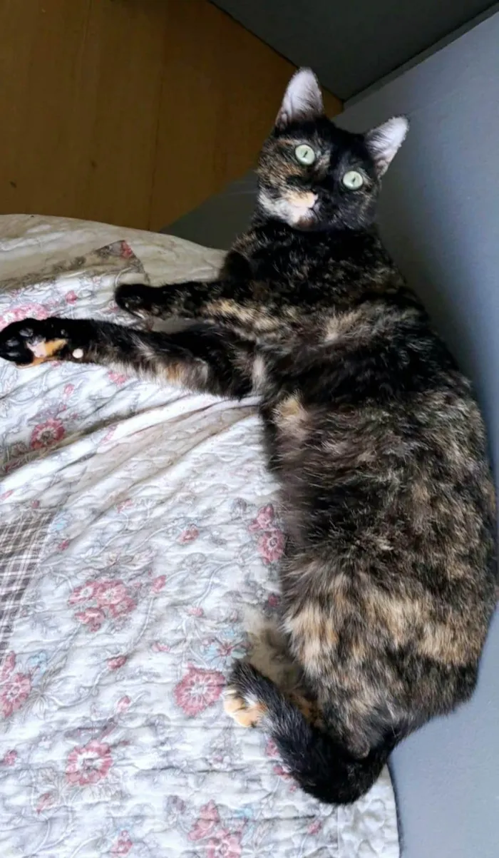 Gato ra a SRD-ViraLata idade 3 anos nome Isabele