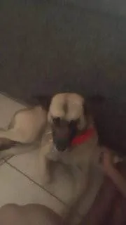 Cachorro raça Pastor Alemão idade 4 anos nome Apple