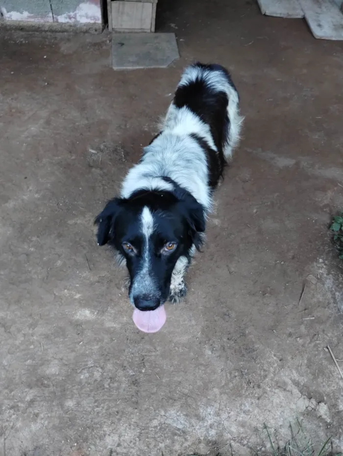 Cachorro ra a SRD-ViraLata idade 4 anos nome Bandit