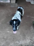 Bandit