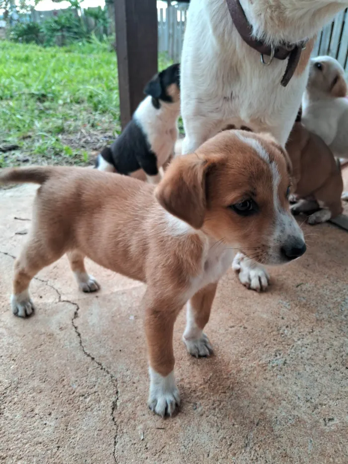 Cachorro ra a SRD-ViraLata idade 2 a 6 meses nome Não demos nome a eles