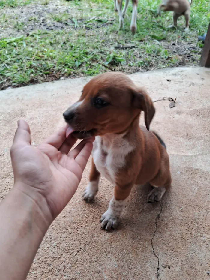 Cachorro ra a SRD-ViraLata idade 2 a 6 meses nome Não demos nome a eles