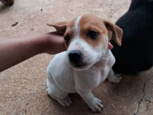 Cachorro raça SRD-ViraLata idade 2 a 6 meses nome Não demos nome a eles