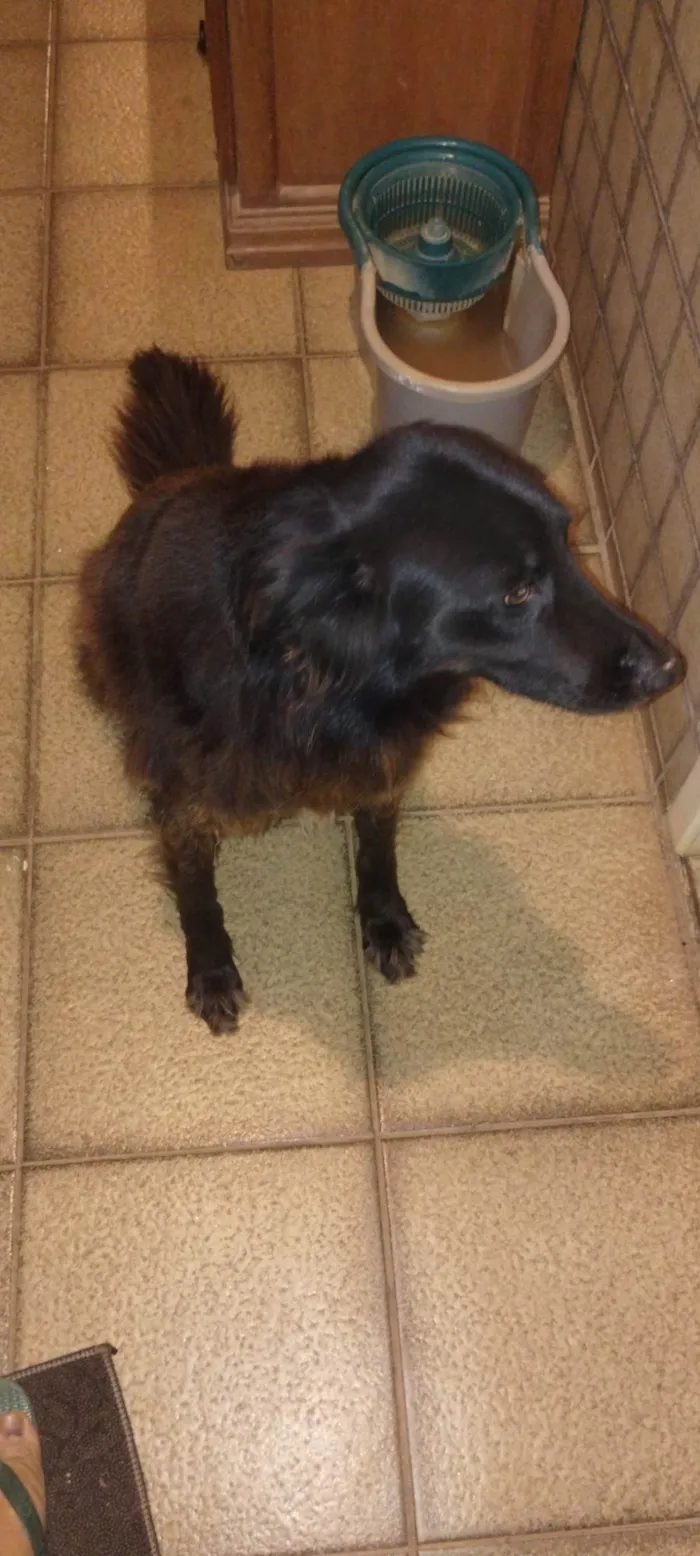 Cachorro ra a SRD-ViraLata idade 4 anos nome Amora
