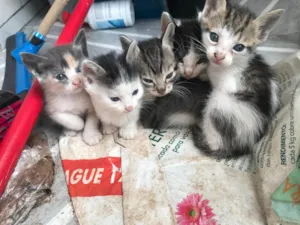 Gato raça SRD-ViraLata idade Abaixo de 2 meses nome Bebes