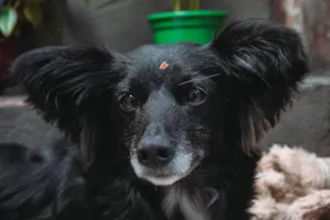 Cachorro raça SRD-ViraLata idade 6 ou mais anos nome Rubi