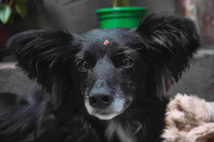 Cachorro ra a SRD-ViraLata idade 6 ou mais anos nome Rubi