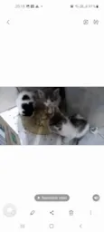 Bebes