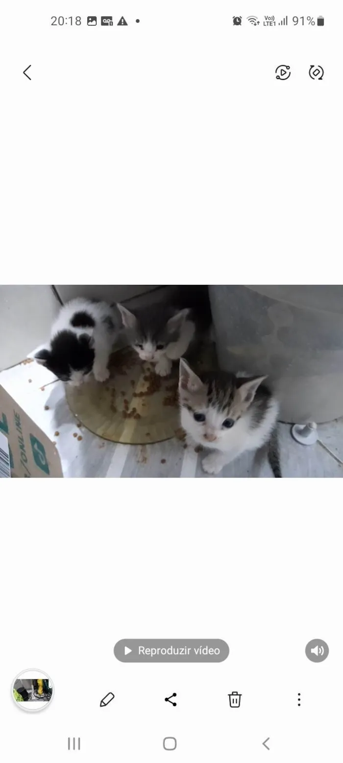 Gato ra a SRD-ViraLata idade Abaixo de 2 meses nome Bebes