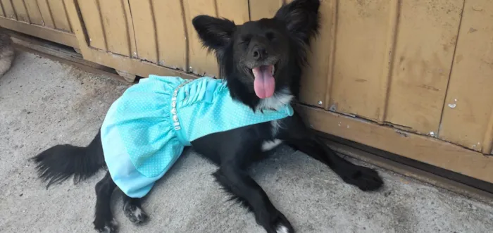 Cachorro ra a SRD-ViraLata idade 6 ou mais anos nome Rubi