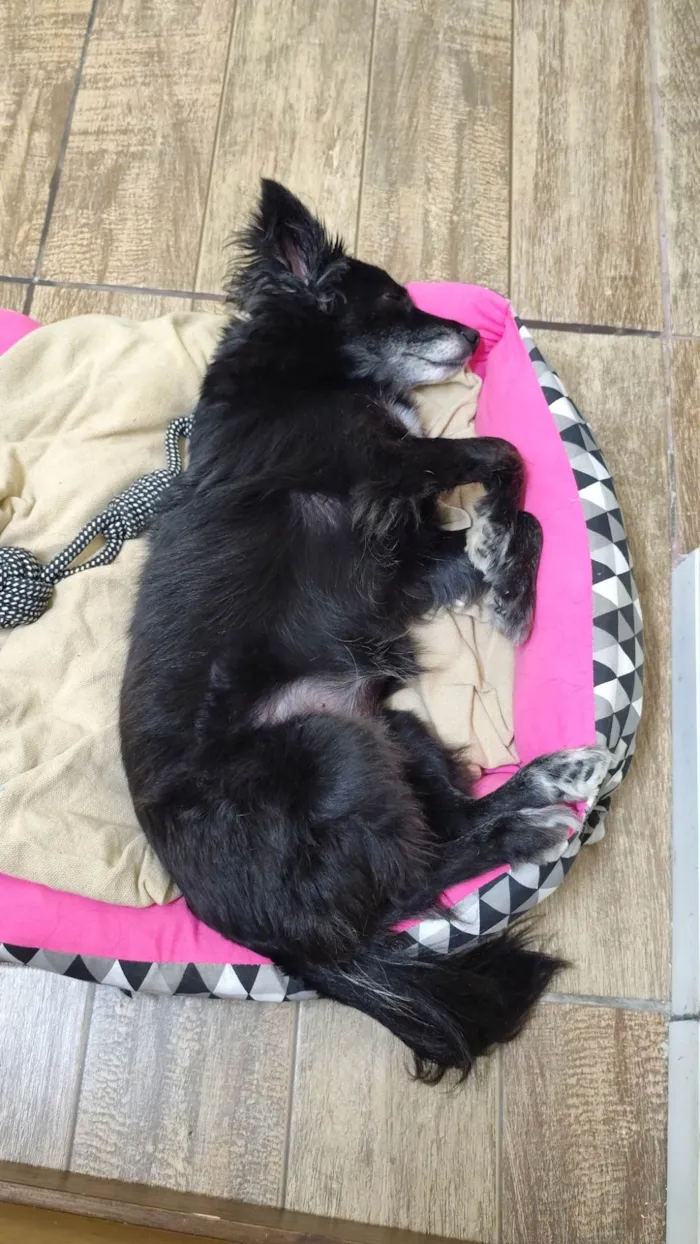 Cachorro ra a SRD-ViraLata idade 6 ou mais anos nome Rubi
