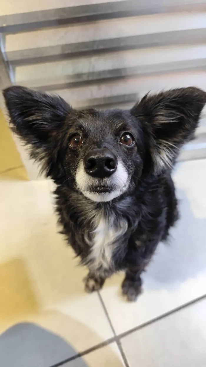 Cachorro ra a SRD-ViraLata idade 6 ou mais anos nome Rubi