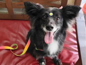 Cachorro raça SRD-ViraLata idade 6 ou mais anos nome Rubi