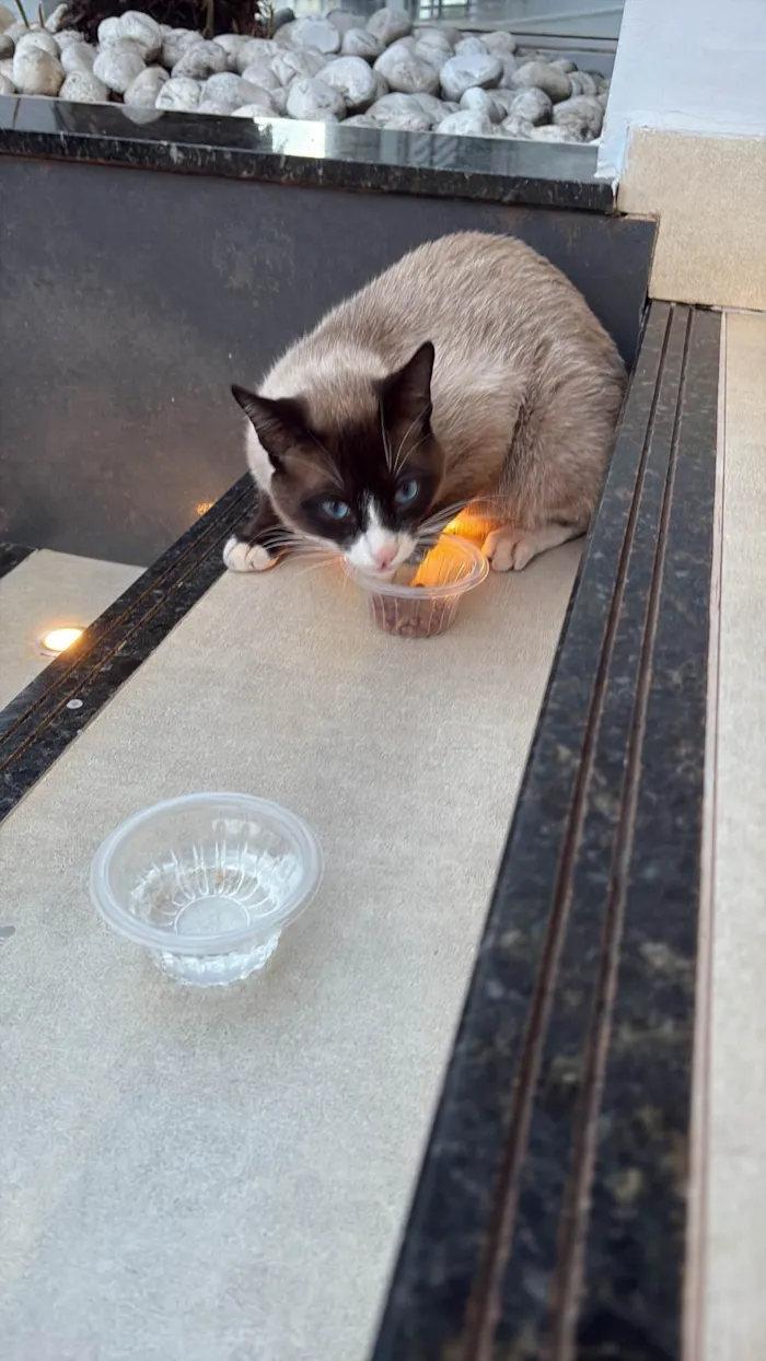 Gato ra a SRD-ViraLata idade 2 anos nome Amigo