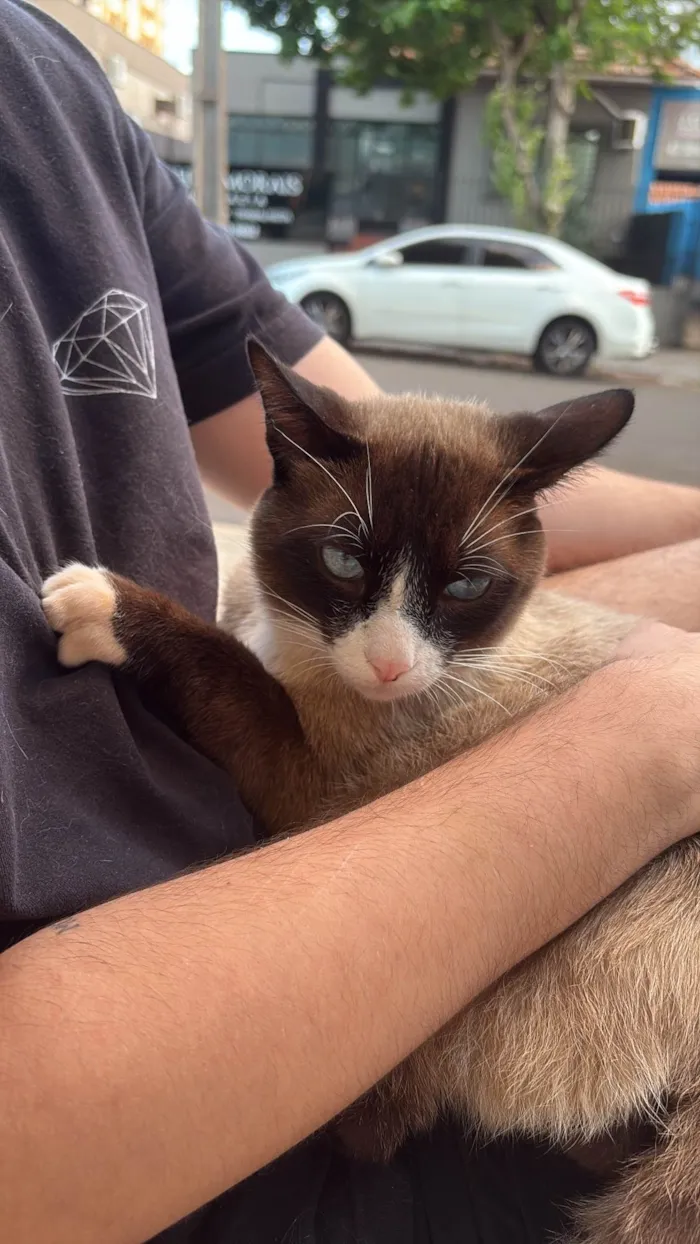Gato ra a SRD-ViraLata idade 2 anos nome Amigo